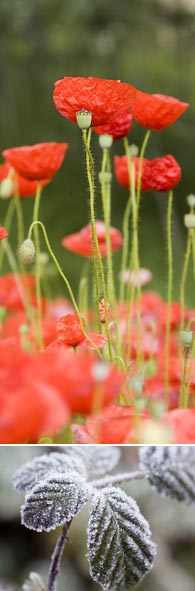 Flors del Ripollès